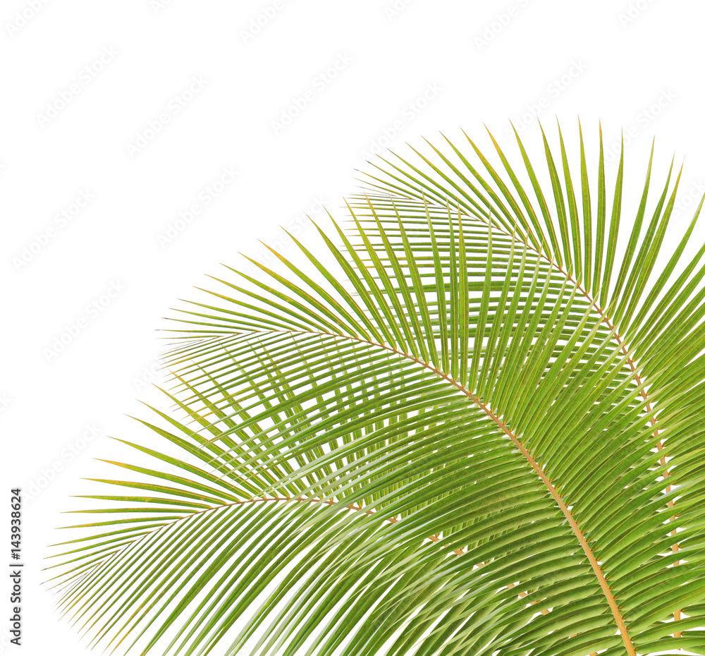 Obraz premium Green coconut leaf isolated