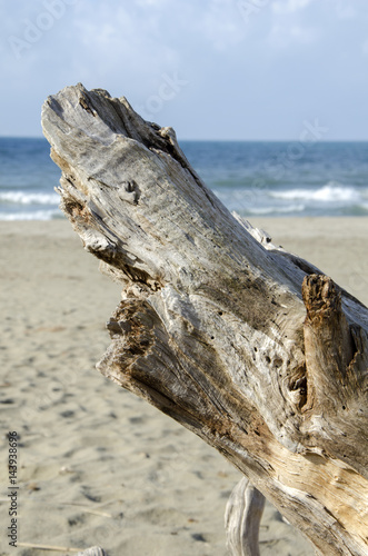 Tirrenia Calambrone spiaggia in inverno photo