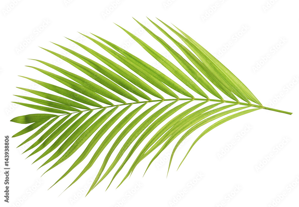 Obraz premium Zielony kokosowy liść odizolowywający