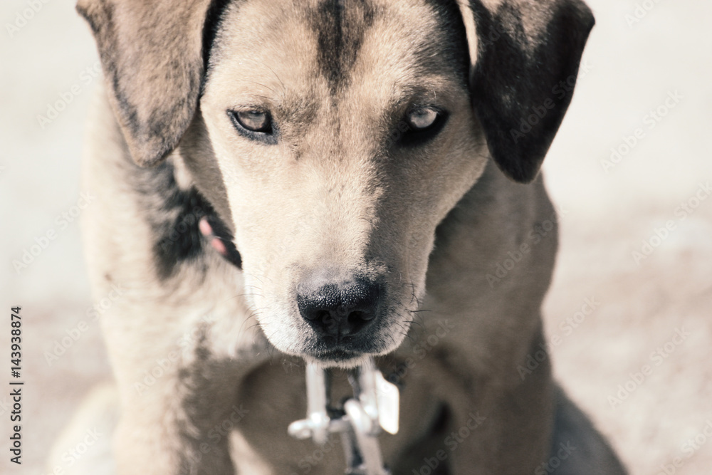 Close-up photo of a Large Mixed Breed Dog. Close-up photo of a Large Mixed Breed Dog.