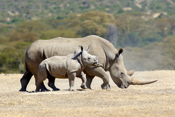 Fototapete Nashorn African white rhino  © byrdyak
