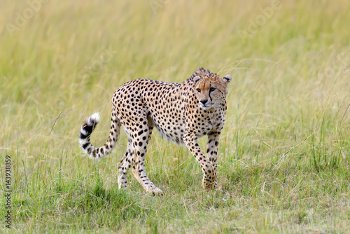 Fotografie Wild african cheetah