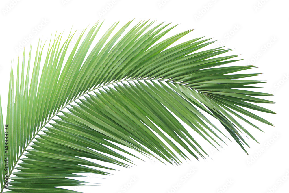 Obraz premium Green palm leaf isolated