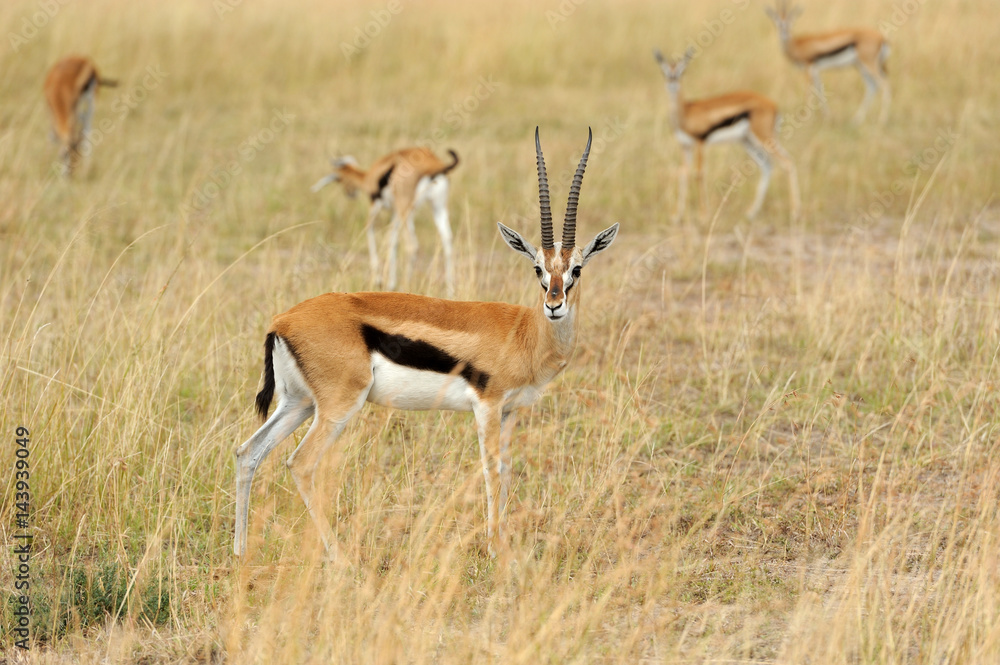 Fototapeta premium Thomson's gazelle on savanna