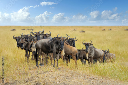 Fototapeta Naklejka Na Ścianę i Meble -  Wildebeest in National park of Africa