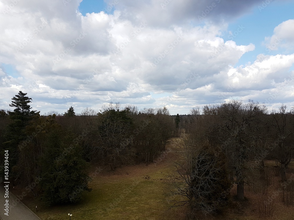 Fototapeta premium Las