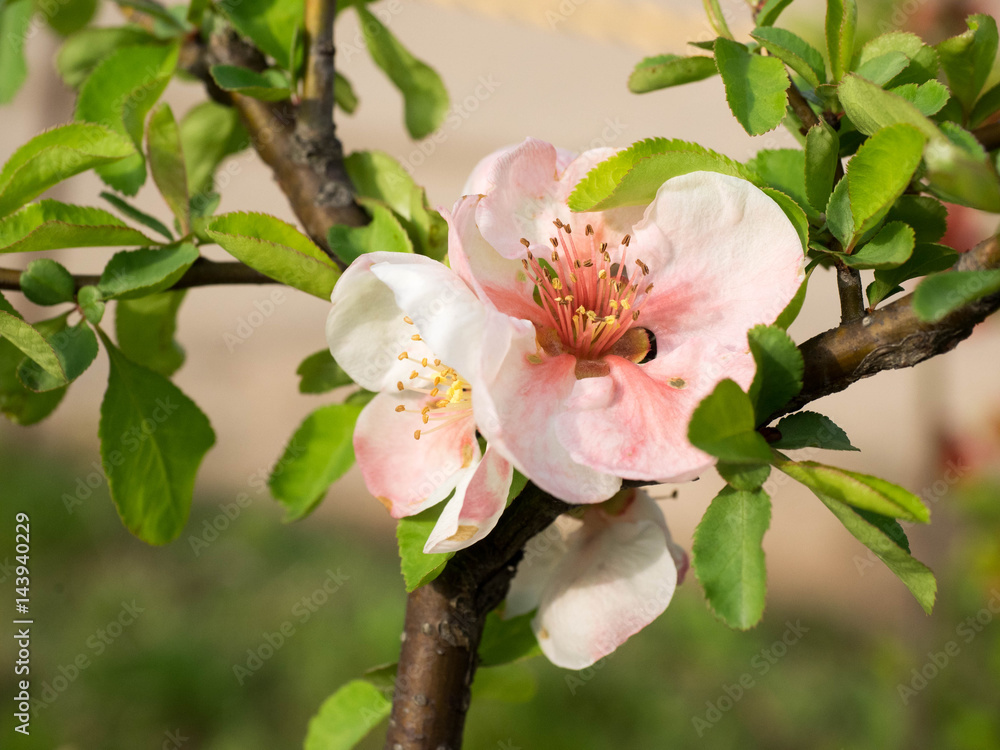 Obraz premium quince flower