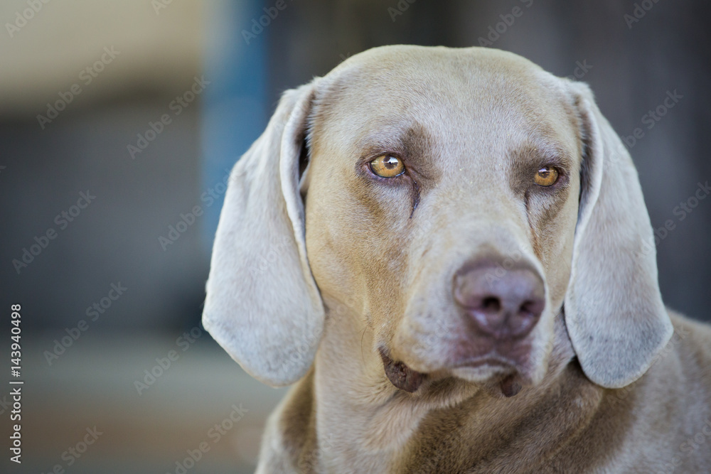 Close up portrait of a Weimaraner Dog