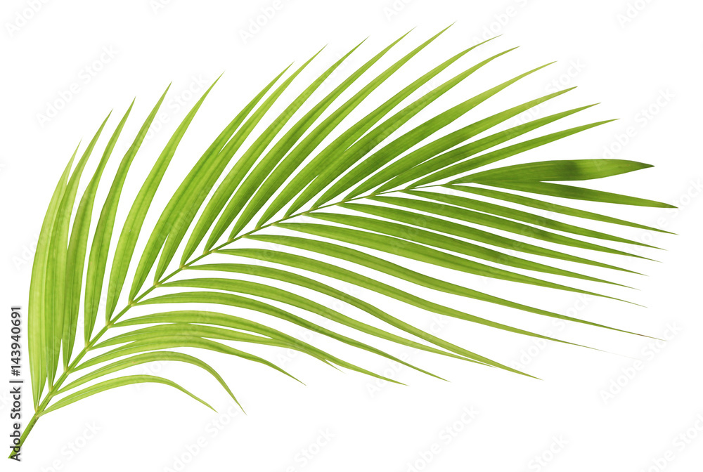 Fototapeta premium Zielony liść palmowy na białym tle