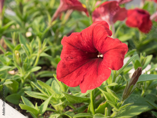 Fototapeta Naklejka Na Ścianę i Meble -  primrose flowers
