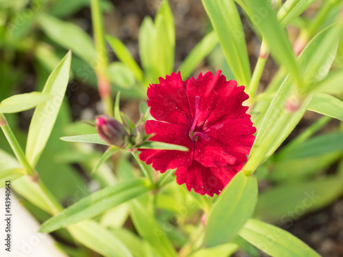 Fototapeta Naklejka Na Ścianę i Meble -  rainbow pink