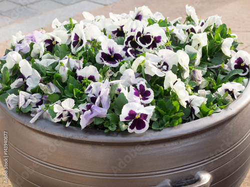 Fototapeta Naklejka Na Ścianę i Meble -  Purple Pansy Flower