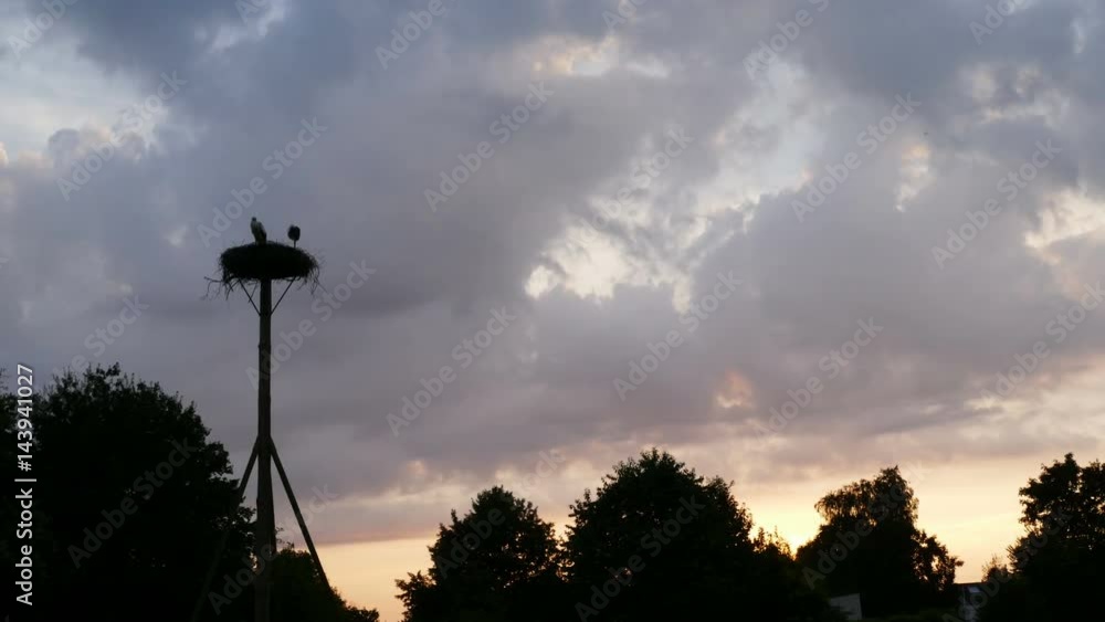 Two young storks in a nest, time lapse Two young storks in a nest, time lapse