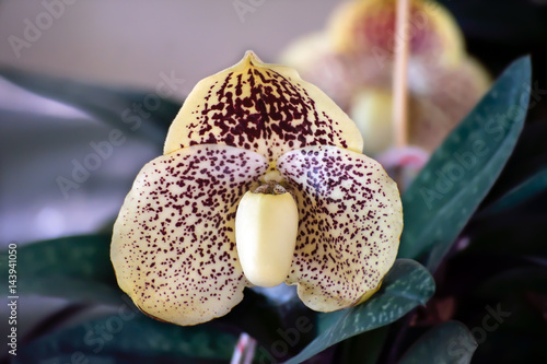 Paphiopedilum leucochilum (Rolf) Fowlie, lady slipper orchid isolated on white background photo