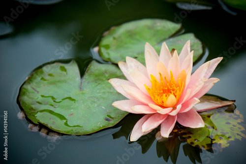 a beautiful pink waterlily or lotus flower in pond