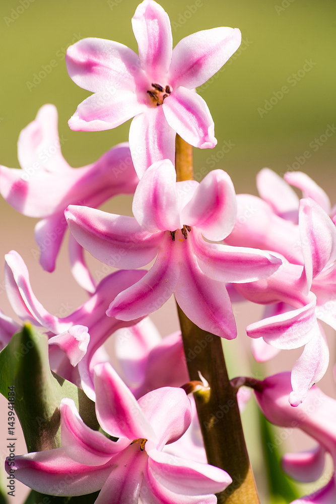 Hyacinth in the garden