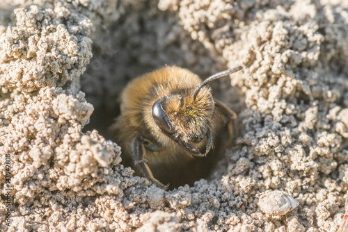 Einzelnes Erdbienen Weibchen in ihrem Loch am Boden