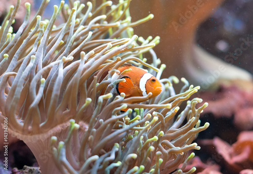 Clownfish hiding in coral polyps. Amphiprion ocellaris.