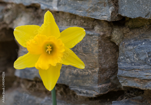 Fototapeta Naklejka Na Ścianę i Meble -  yellow daffodils from spring