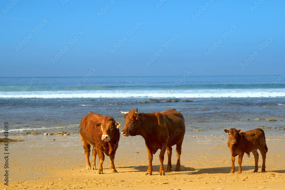 The herd of cows, bulls and calves sunbathe on the sunny beach of Atlantic ocean. Andalusia, Spain. The herd of cows, bulls and calves sunbathe on the sunny beach of Atlantic ocean. Andalusia, Spain.