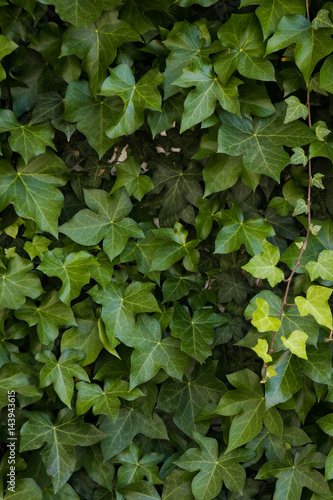 Close up image of ivy growing on a wall of a building to be used for background or texture
