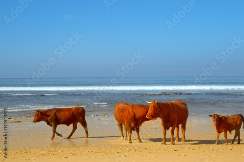 The herd of cows  bulls and calves sunbathe on the sunny beach of Atlantic ocean. Andalusia  Spain. 