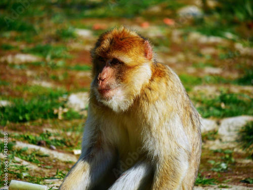 Macaque de Barbarie © photoloulou91