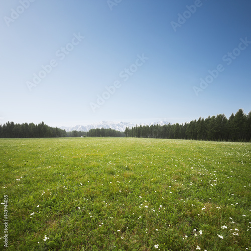 beautiful grass field and white snow mountains
