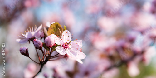Blüten Hintergrund mit Textfreiraum im Frühling © JuliaNaether