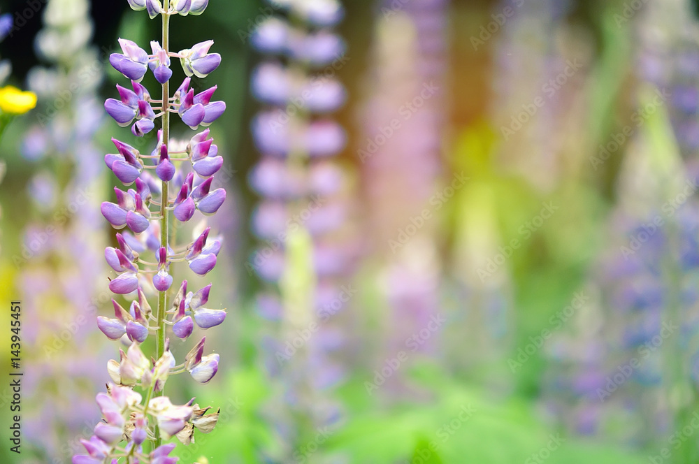Obraz premium Colorful garden of blooming Lupine flowers