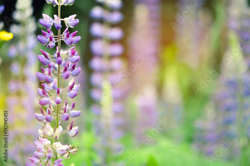 Colorful garden of blooming Lupine flowers
