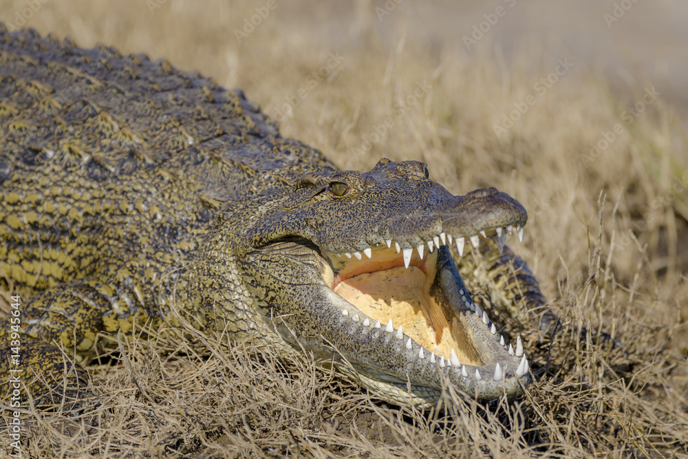 Obraz premium Nile crocodile (Crocodylus niloticus). Botswana