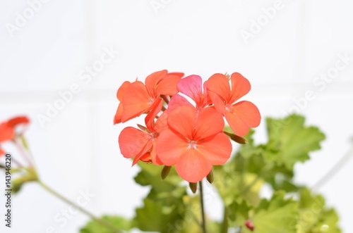 Fototapeta Naklejka Na Ścianę i Meble -  GERANIO FLORECIENDO
