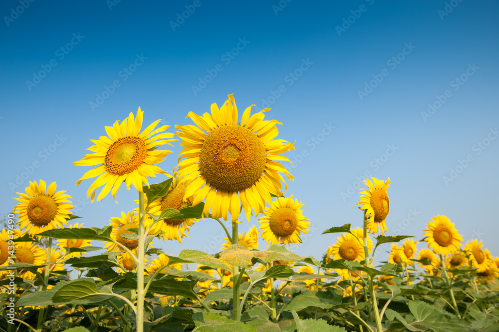 Field of blooming sunflowers.