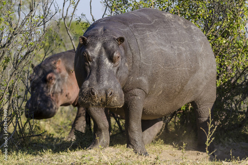 Fotografie, Tablou Hippo or common hippopotamus (Hippopotamus amphibius). Botswana