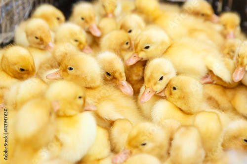 Little yellow ducklings on a poultry farm