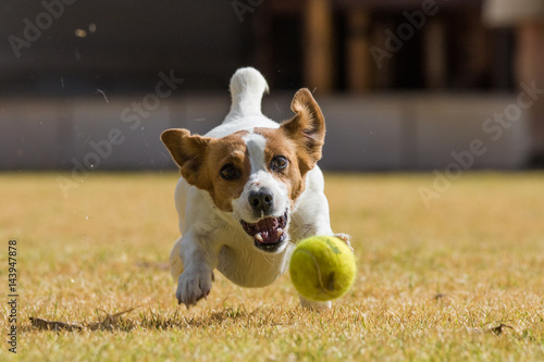 Close up action image of a jack russel dog chasing after a tennis ball on a lawn