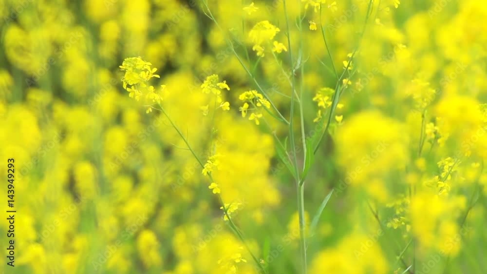 風に揺れる菜の花 風に揺れる菜の花