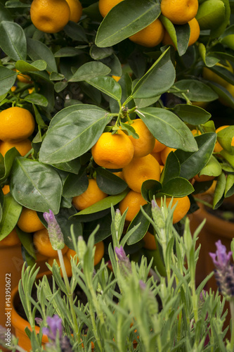 Orangen Mandarinen Pflanze photo