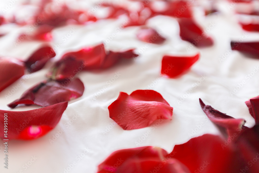 Fototapeta premium Rose Petals Border