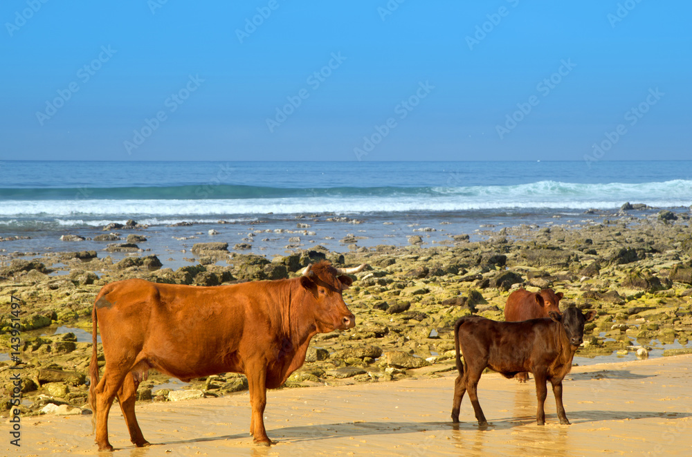 The herd of cows, bulls and calves sunbathes on the sunny beach of Atlantic ocean. Andalusia, Spain. The herd of cows, bulls and calves sunbathes on the sunny beach of Atlantic ocean. Andalusia, Spain.