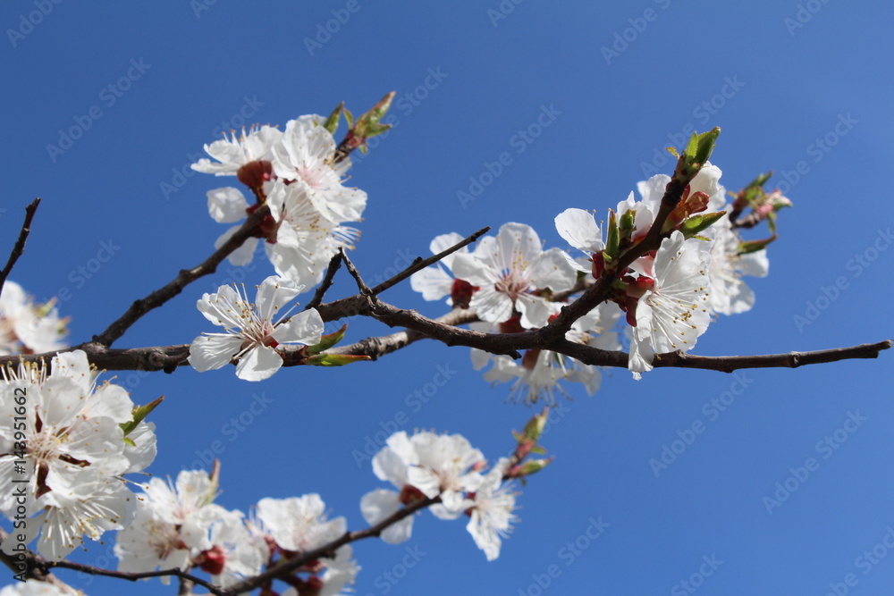 Apricot flowering againts the sky Apricot flowering againts the sky