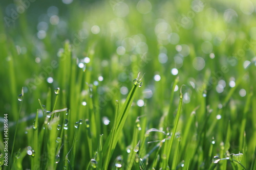 Grass spring background with drops 