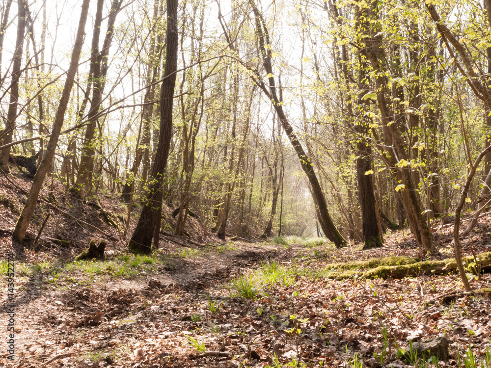 Obraz premium A Bunch of Trees in the Middle of a Forest
