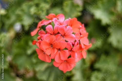 Fototapeta Naklejka Na Ścianę i Meble -  GERANIOS AL SOL