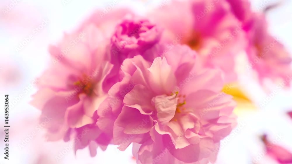 Sakura spring flowers. Spring blossom background. Beautiful nature scene with blooming sakura tree over mountains and sun flare. Japanese garden. Sunny day. Abstract blurred background Sakura spring flowers. Spring blossom background. Beautiful nature scene with blooming sakura tree over mountains and sun flare. Japanese garden. Sunny day. Abstract blurred background