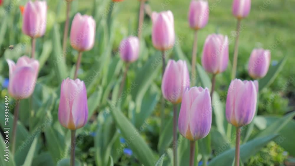 Tulip flowers blooming in Spring. Colorful tulips blooms swaying in the wind. Gentle wind moving through field with many tulips, sunny day. Tulip flowers blooming in Spring. Colorful tulips blooms swaying in the wind. Gentle wind moving through field with many tulips, sunny day.