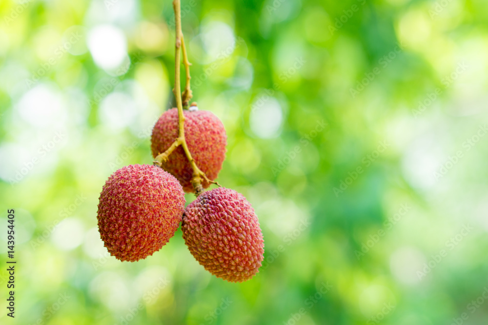 Close up fresh lychee on green nature background Close up fresh lychee on green nature background