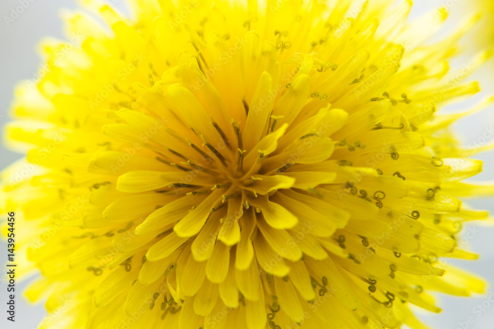 Closeup of spring, blooming, dandelion. Easter concept. Closeup of spring, blooming, dandelion. Easter concept.
