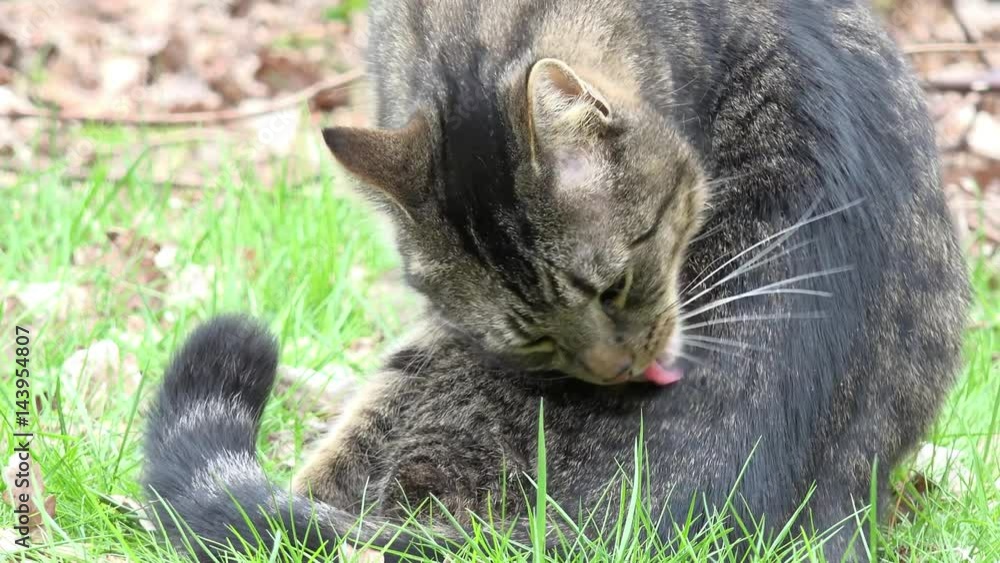 cat sitting on meadow and grooming fur cat sitting on meadow and grooming fur